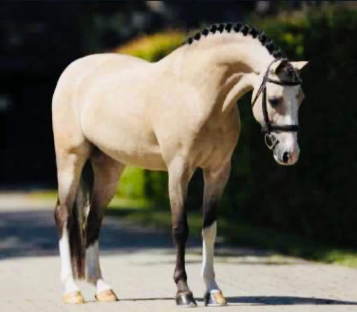 Car Dealer Team Member